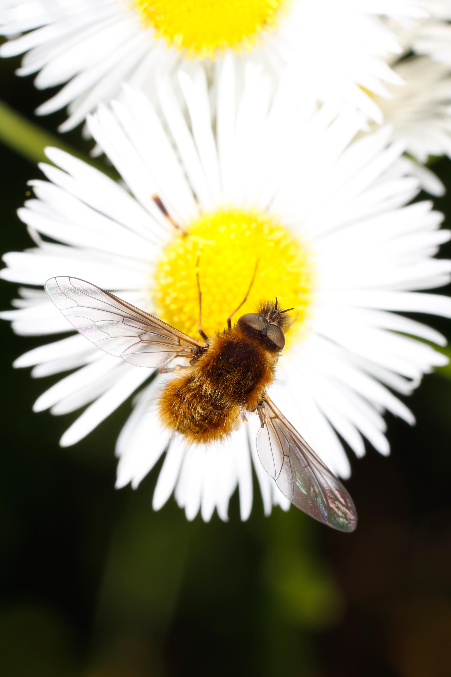 Bombyliidae: Bombylisoma sp.